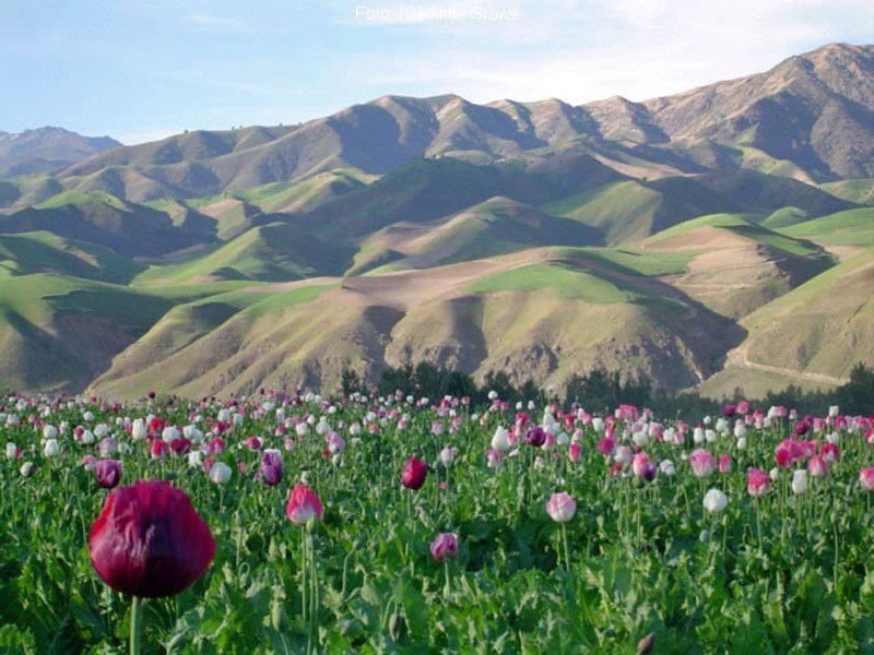 afganistan fakti