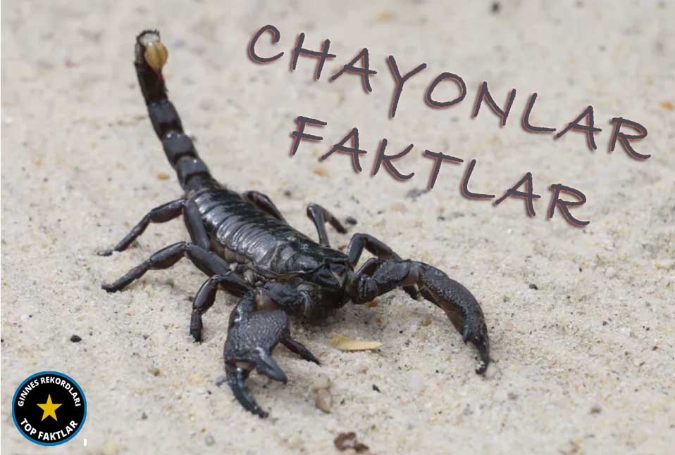 chayonlar