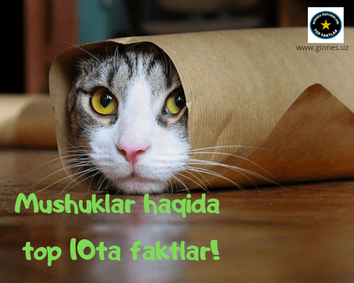 mushuklar haqida
