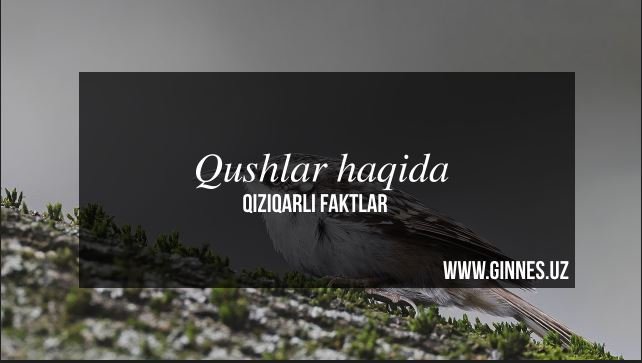 qushlar