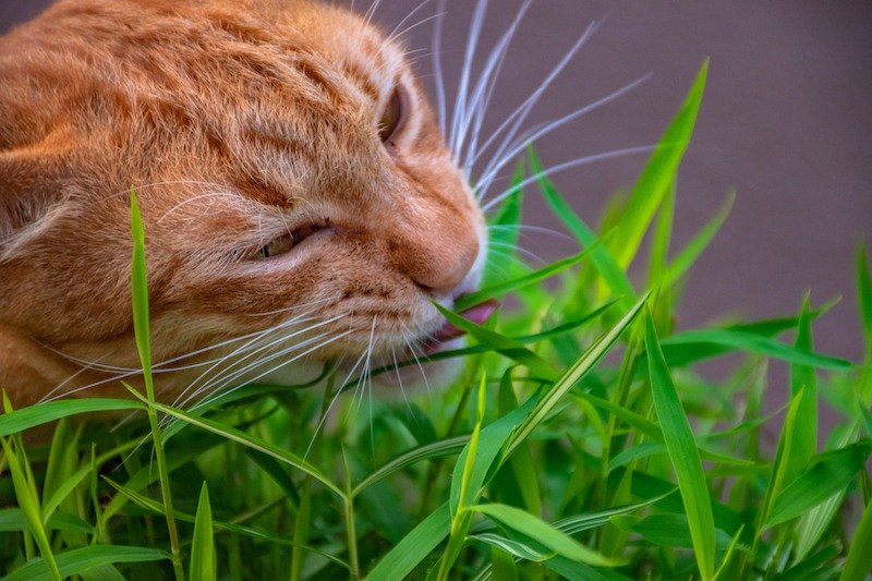 cats eat grass