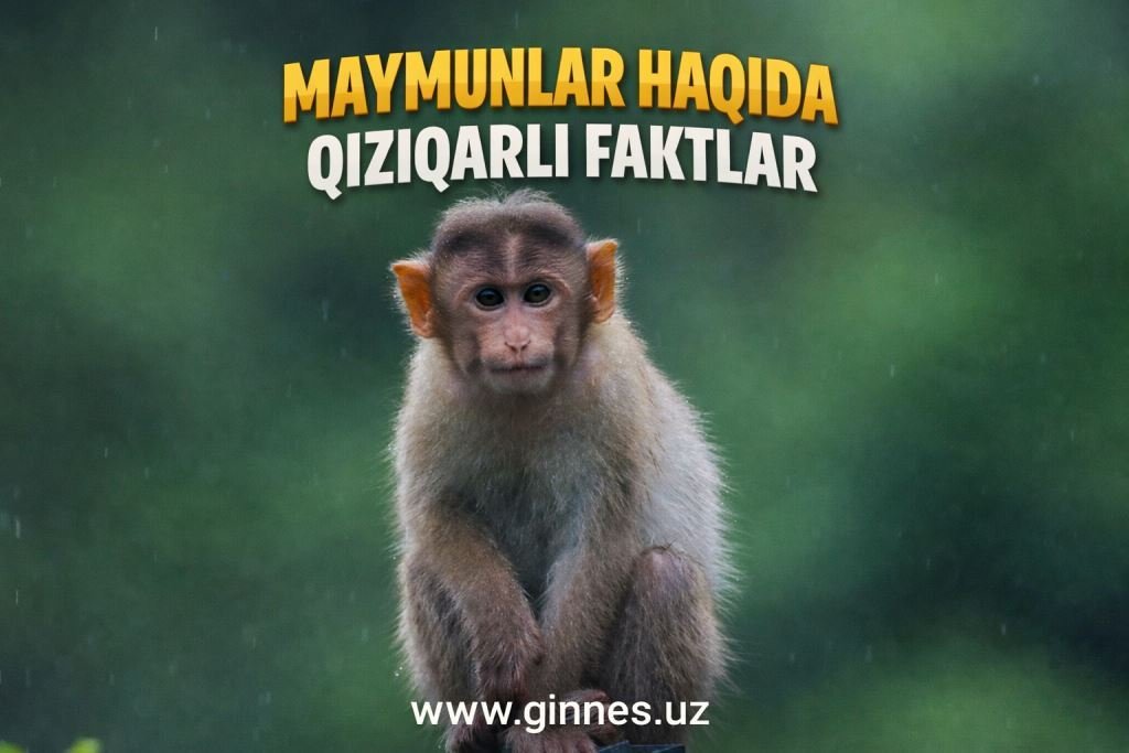 Maymunlar haqida