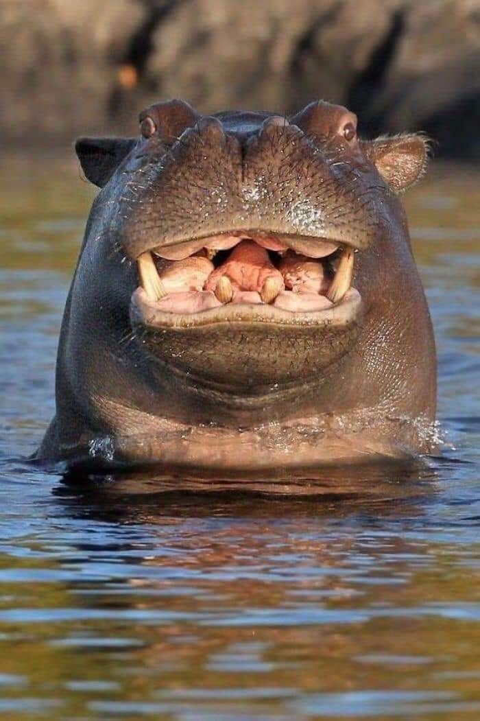 hayvonlar