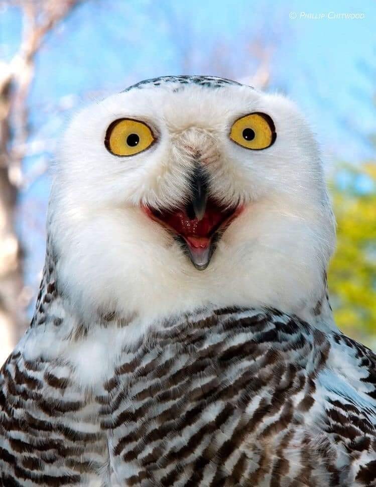 hayvonlar