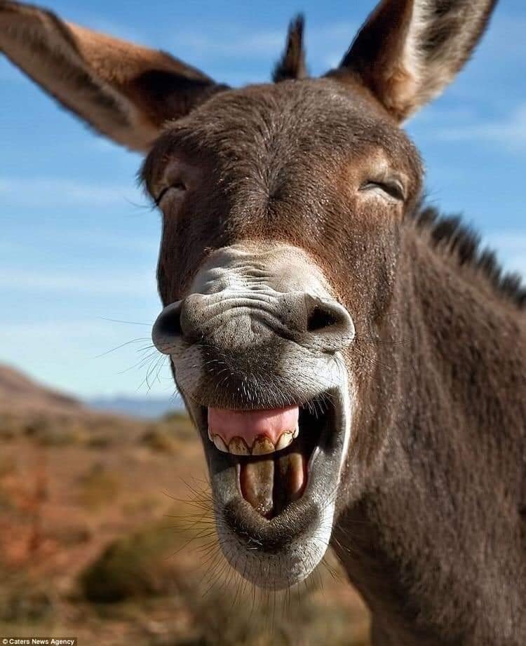 hayvonlar