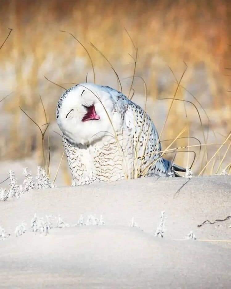 hayvonlar