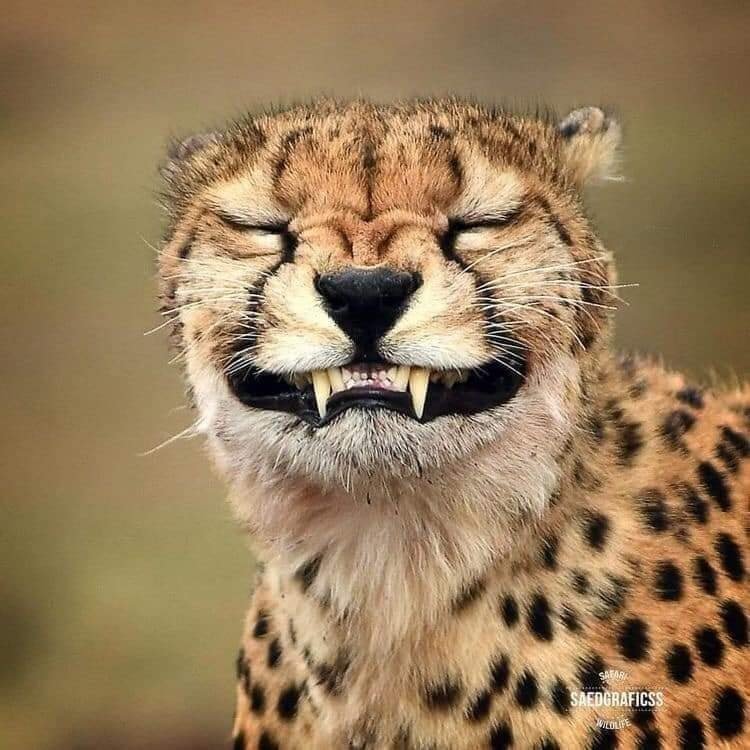 hayvonlar