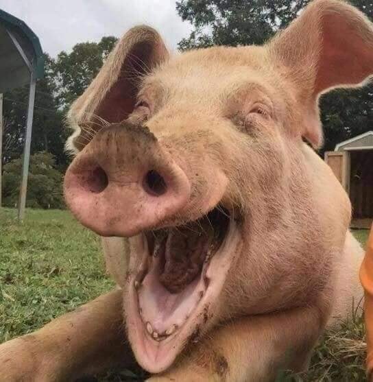 hayvonlar