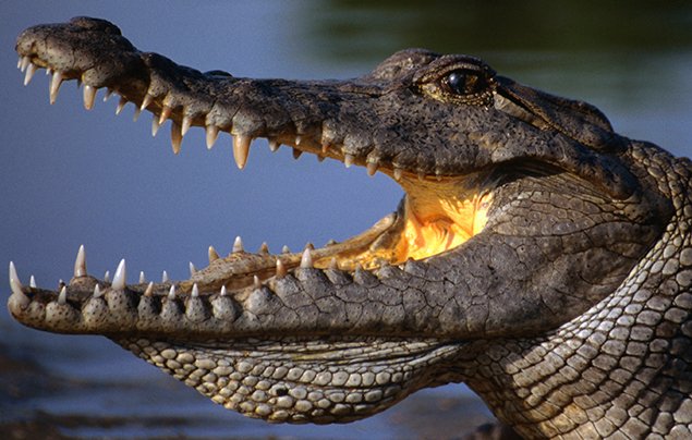 nilskiy krokodil