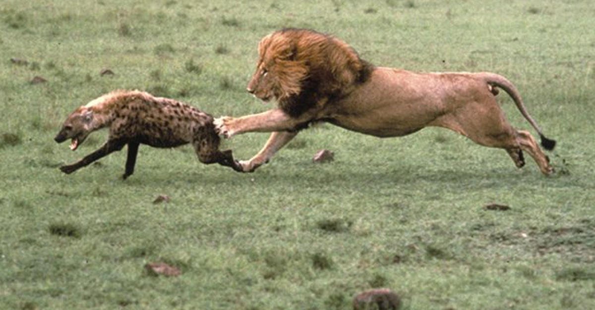 Sher ovi