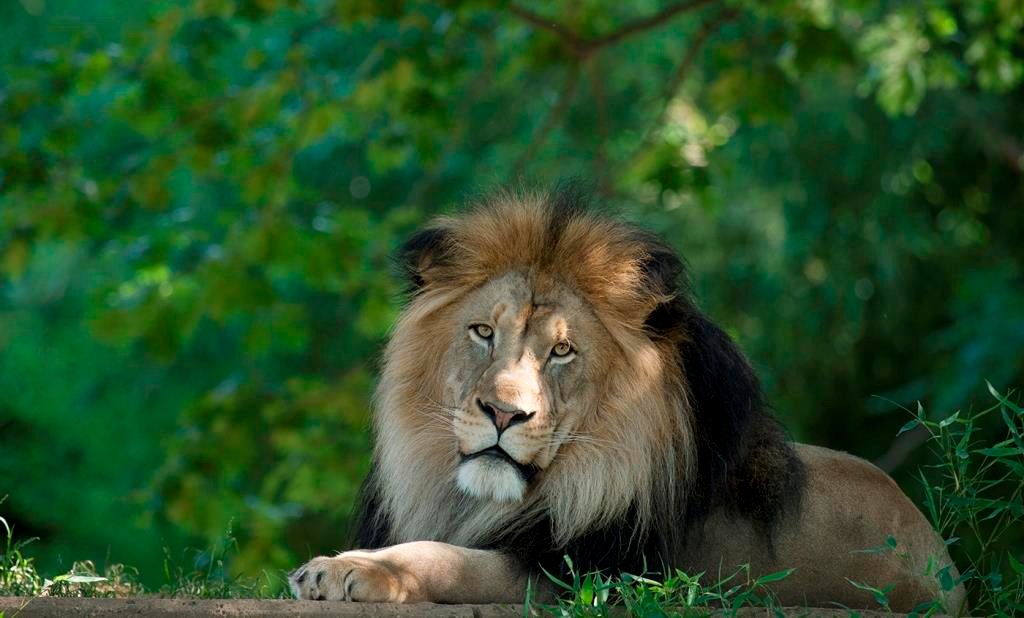 Sher rasmi