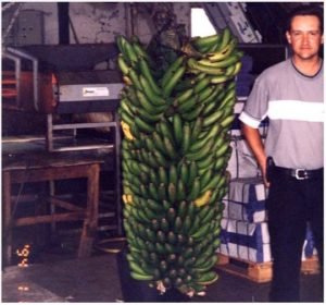 bananas