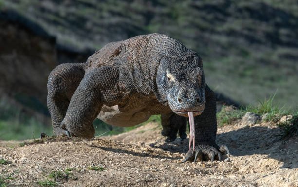komodo drakoni