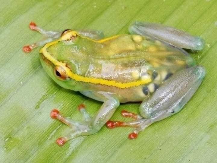 homilador