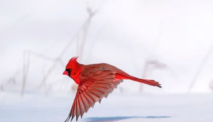 птицы