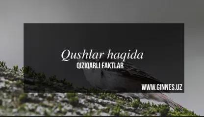 qushlar