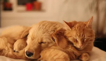 животные сны