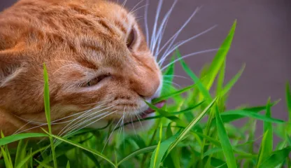 cats eat grass