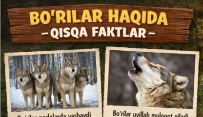 стая волков