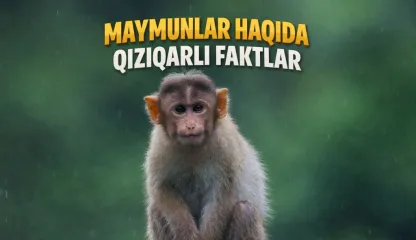 Maymunlar haqida
