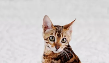 Кошки о людях